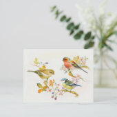 Vintage Vogeldarstellung Postkarte (Stehend Vorderseite)