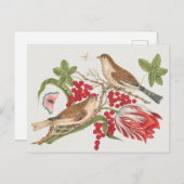 Vintage Vogeldarstellung Postkarte (Vorne/Hinten)