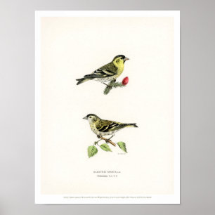 Vintage Vogeldarstellung - Siskin Poster