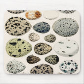 Vintage Vogeleier-Abbildung Mousepad (Vorne)