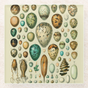 Vintage-Vogeleier Französische Fischeier-Kunst Glasuntersetzer