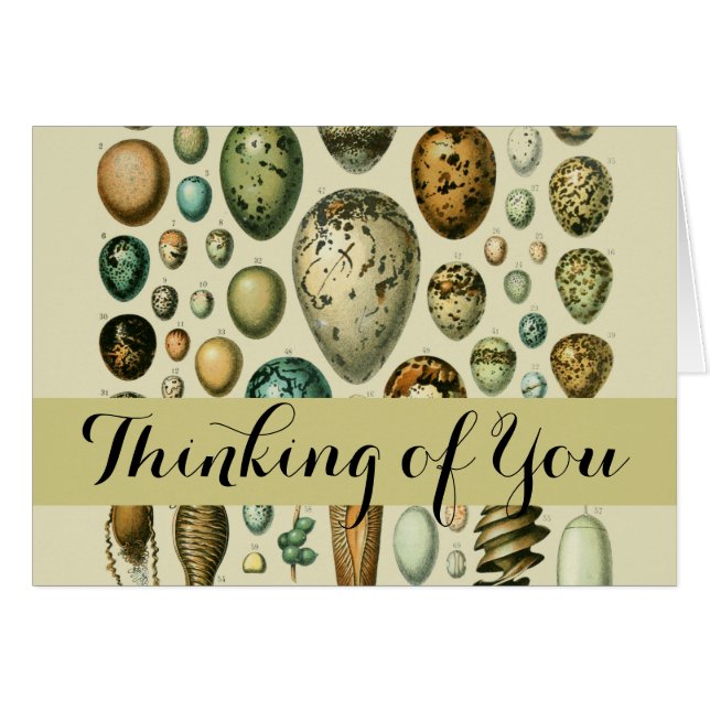 Vintage Vogeleier - Französisches Fischeier Art (Vorderseite (Horizontal))