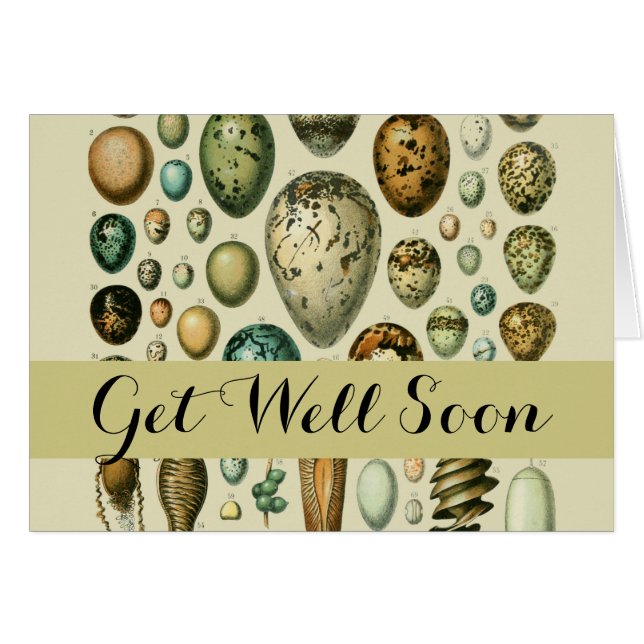 Vintage Vogeleier - Französisches Fischeier Art (Vorderseite (Horizontal))