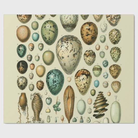Vintage Vogeleier - Französisches Fischeier Art Geschenkpapier (Flach)