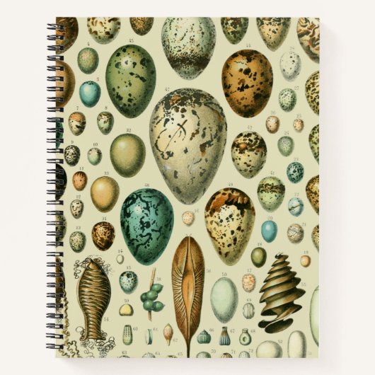 Vintage Vogeleier - Französisches Fischeier Art Notizblock (Vorderseite)