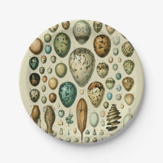 Vintage Vogeleier - Französisches Fischeier Art Pappteller (Vorderseite)