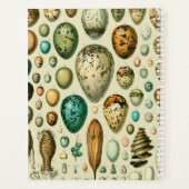 Vintage Vogeleier - Französisches Fischeier Art Planer (Rückseite)