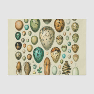 Vintage Vogeleier - Französisches Fischeier Art Seidenpapier