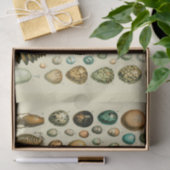 Vintage Vogeleier - Französisches Fischeier Art Seidenpapier (Geschenk)