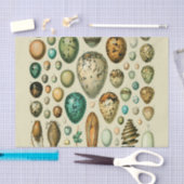 Vintage Vogeleier - Französisches Fischeier Art Seidenpapier (Handwerk)