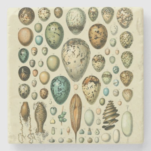 Vintage Vogeleier - Französisches Fischeier Art Steinuntersetzer (Vorderseite)