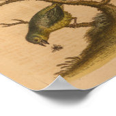 Vintage Vogelgrüne Rotdrucke Poster (Ecke)