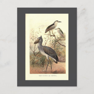 Vintage-Vogelillustration Boote-Schuh-Schnabelreih Postkarte