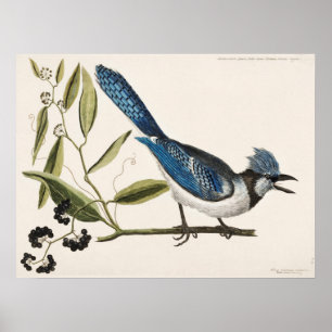 Vintage-Vogelillustration Poster