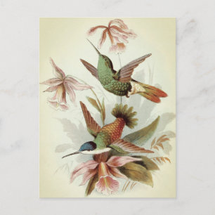 Vintage Vogelillustration Postkarte