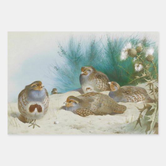 Vintage Vogelkunst Geschenkpapier Set (Vorderseite 2)