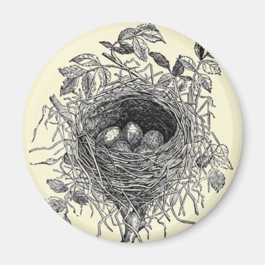 Vintage Vogelnest-Illustration Magnet (Vorne)