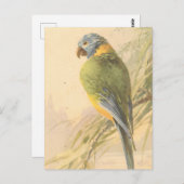 Vintage Vogelpostkarte Postkarte (Vorne/Hinten)