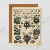 Vintage Vogelschutznest - Eieranzeige - Postkarte (Vorne/Hinten)