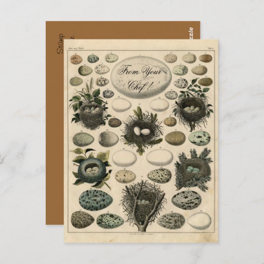 Vintage Vogelschutznest - Eieranzeige - Postkarte (Vorne/Hinten)