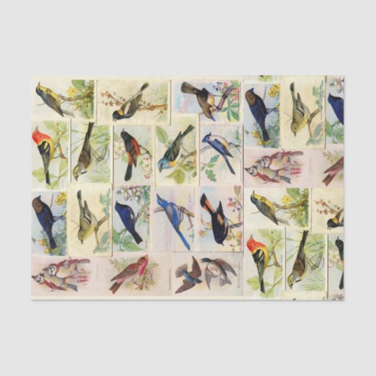 Vintage Vogelschutzpostkarten - Entpackungspapier Seidenpapier (Vorderseite)