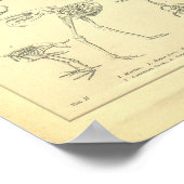 Vintage Vogelskelette drucken Poster (Ecke)