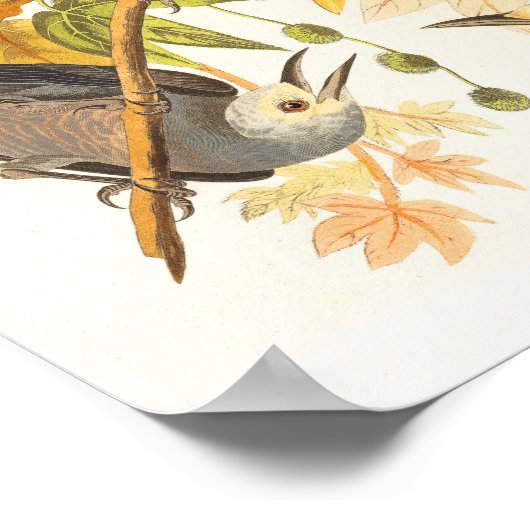 Vintage Vogelwerbung Poster (Ecke)