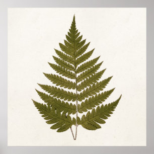 Vintage Vorlage für den grünen Olive-Fern aus 1800 Poster