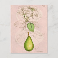 Vintage Vorlage für die Pear Blossom-Blume der 180