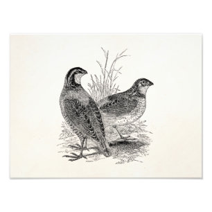 Vintage Wachtelvögel - Personalisierter Retro-Jagd Fotodruck