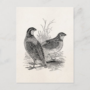 Vintage Wachtelvögel - Personalisierter Retro-Jagd Postkarte