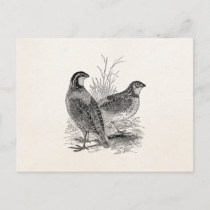 Vintage Wachtelvögel - Personalisierter Retro-Jagd Postkarte