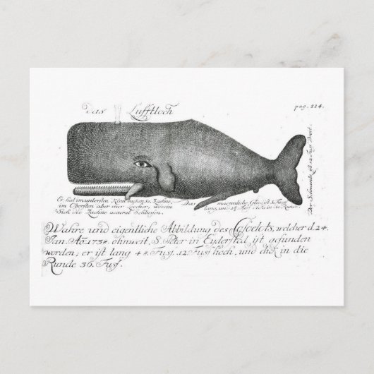 Vintage-Wal-Design Postkarte (Vorderseite)