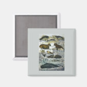 Vintage Wale, Siegel und Walrusse, Meerestiere Magnet (Vorderseite/Rückseite)