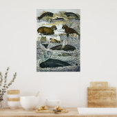 Vintage Wale, Siegel und Walrusse, Meerestiere Poster (Küche)