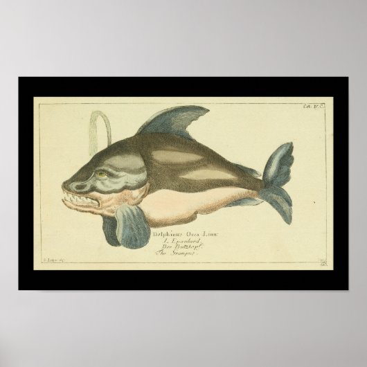 Vintage-Walillustration Orca Druck Poster (Vorne)