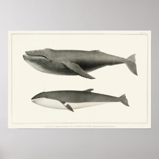 Vintage Walillustration Poster (Vorne)