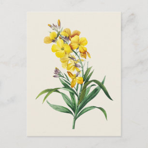 Vintage-Wallflower-Botanikillustration Postkarte
