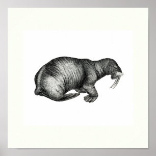 Vintage Walrus Drawing Design Image Sketch Poster
