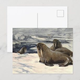 Vintage Walrusse im arktischen Schnee von CE Swan Postkarte