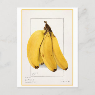 Vintage-Wasserfarben-Botanische Illustration einer Postkarte