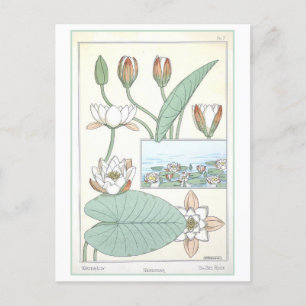 Vintage Wasserlilie Botanische Illustration Postkarte