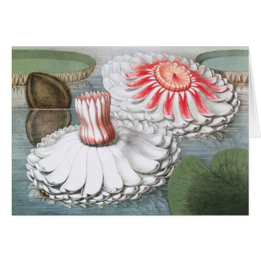 Vintage Wasserlilien Blume im Garten (Vorderseite (Horizontal))