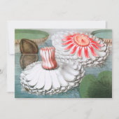 Vintage Wasserlilien Blume im Garten (Vorderseite)