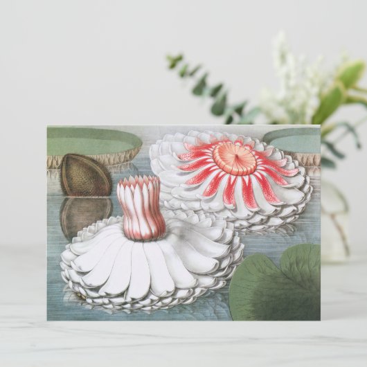 Vintage Wasserlilien Blume im Garten (Stehend Vorderseite)