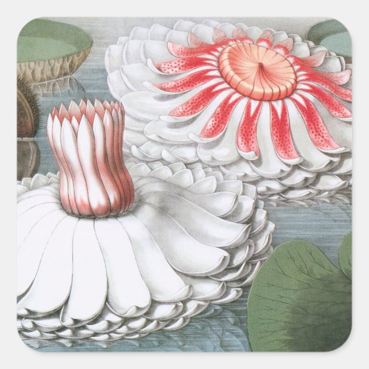 Vintage Wasserlilien Blume im Garten Quadratischer Aufkleber (Vorderseite)