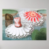 Vintage Wasserlilien Blume in einem Teich Poster (Vorne)