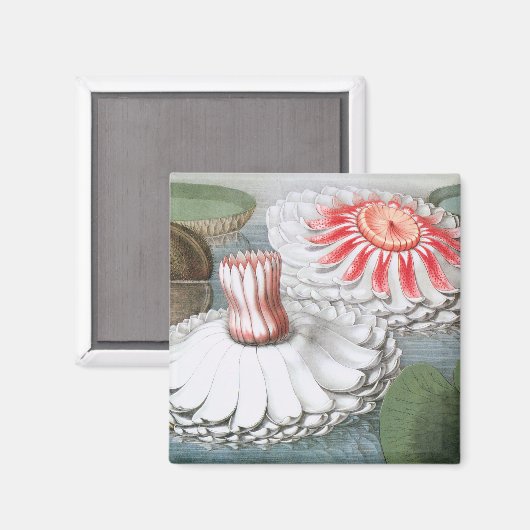 Vintage Waterlily Flowers, Waterlilies in a Pond Magnet (Vorderseite/Rückseite)