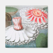 Vintage Waterlily Flowers, Waterlilies in a Pond Magnet (Vorne)