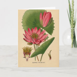Vintage Waterlily, German Birthday Karte